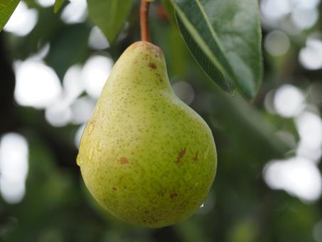 Birnenedelbrand (pear) 
